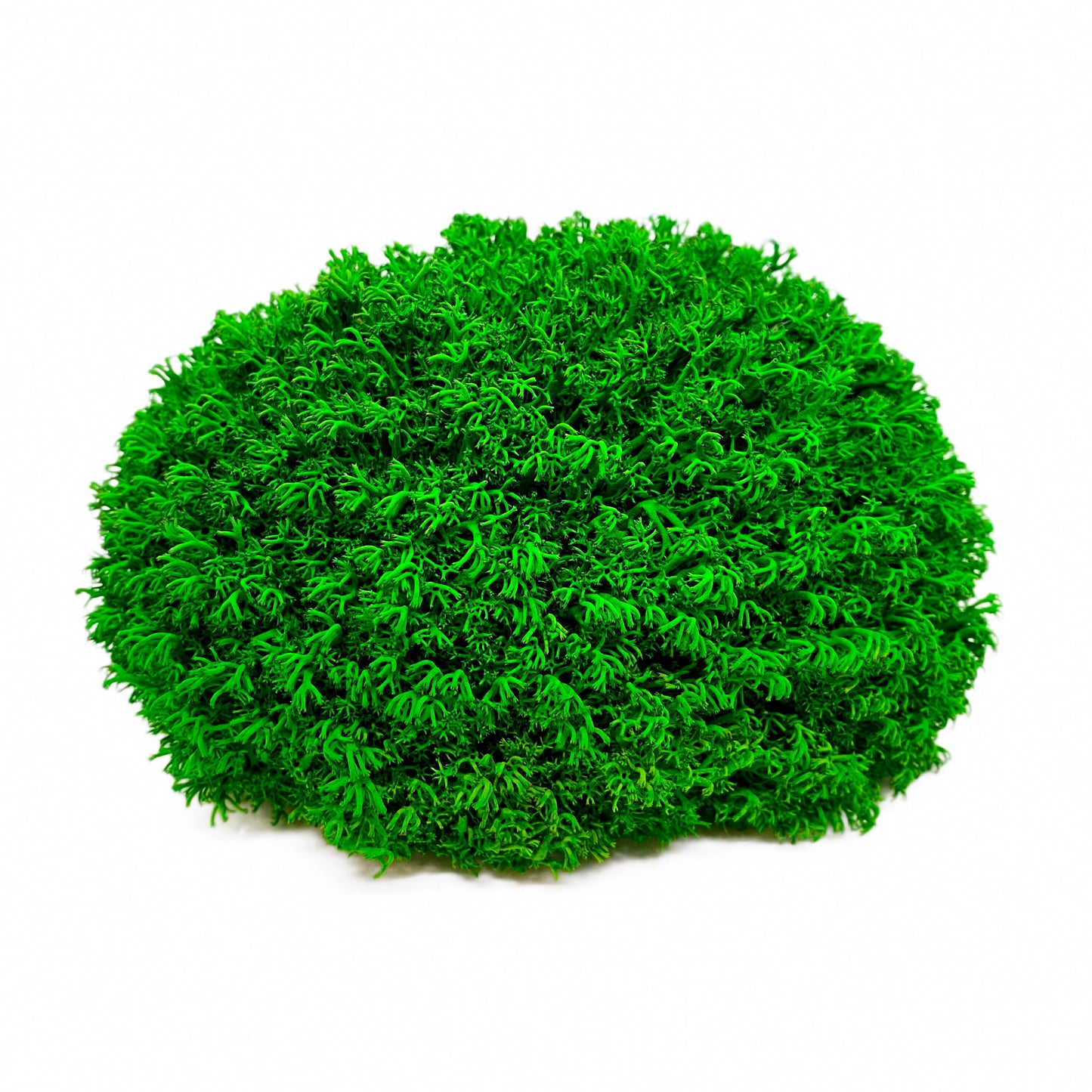 Preserved Reindeer Royal Moss Forest Green, Stabilized Lichen Dried Natural Wholesale Moss, Florists Terrarium Bowls Centerpieces Decor