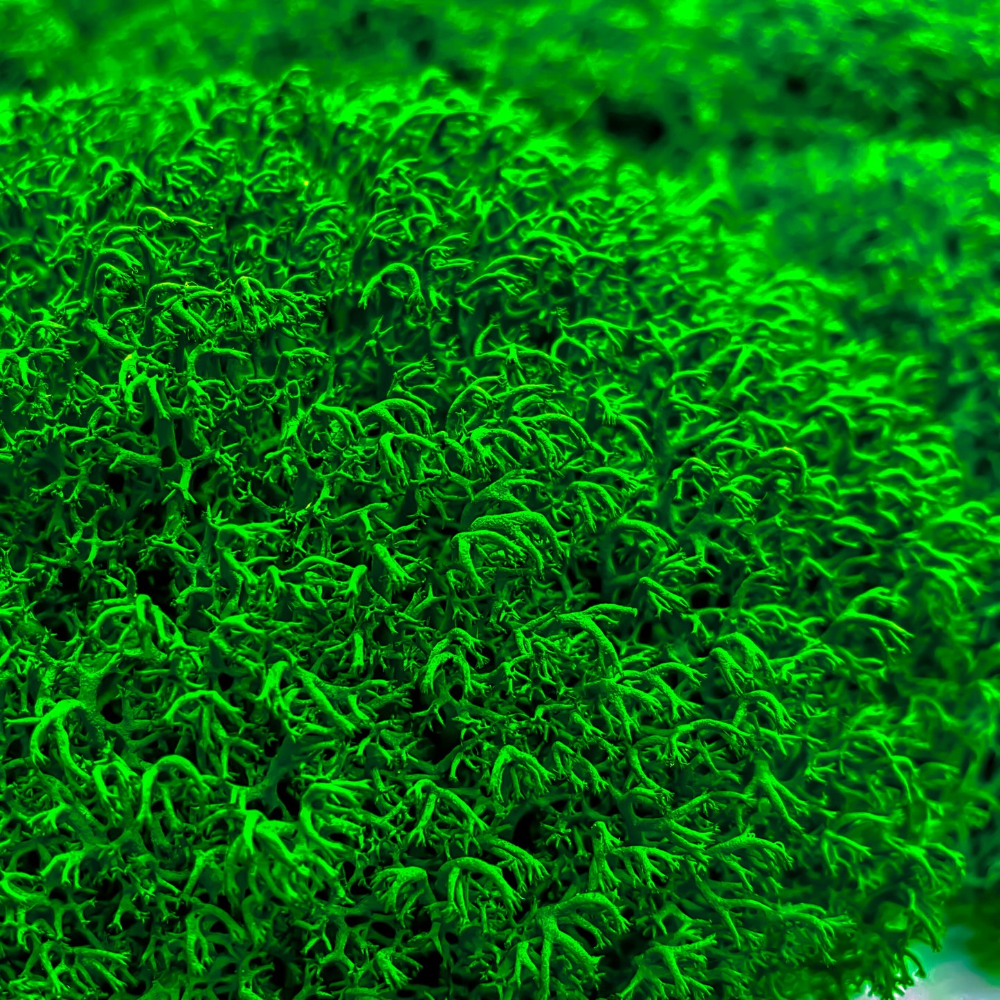 Preserved Reindeer Royal Moss Forest Green, Stabilized Lichen Dried Natural Wholesale Moss, Florists Terrarium Bowls Centerpieces Decor