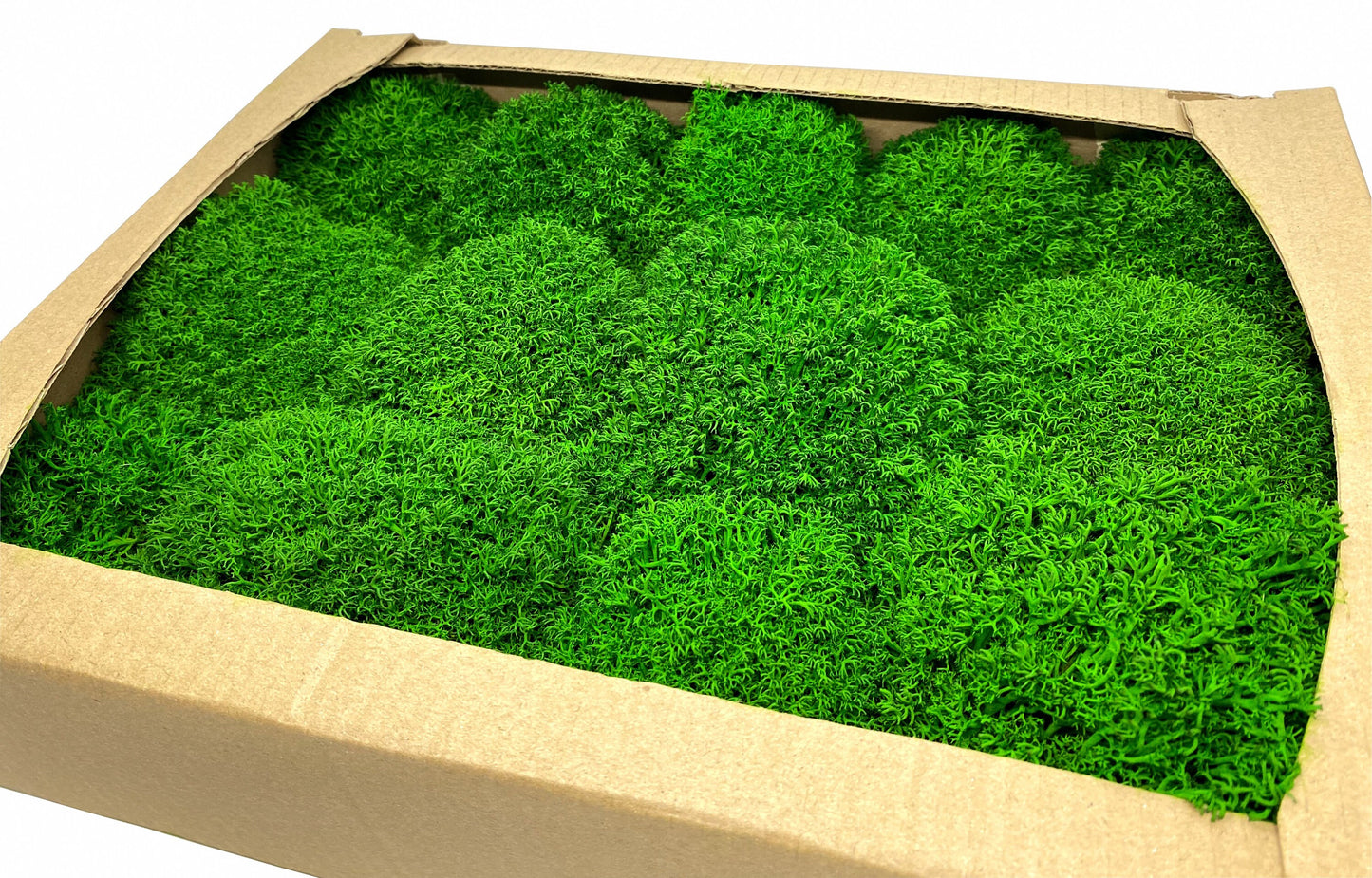 Preserved Reindeer Royal Moss Forest Green, Stabilized Lichen Dried Natural Wholesale Moss, Florists Terrarium Bowls Centerpieces Decor