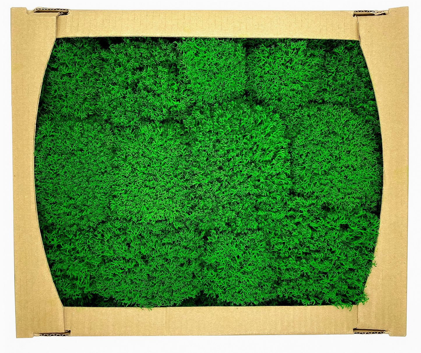 Preserved Reindeer Royal Moss Forest Green, Stabilized Lichen Dried Natural Wholesale Moss, Florists Terrarium Bowls Centerpieces Decor