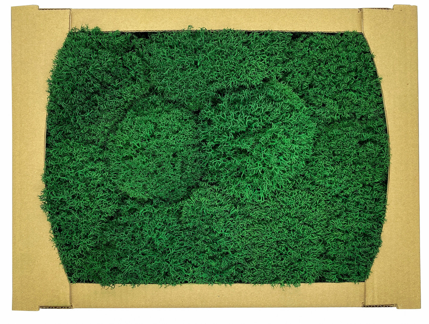 Preserved Royal Moss Dark Green, Stabilized Reindeer Lichen Moss, Decorative Real Moss, Natural Moss, Dry Moss, Terrariums Florists Decor