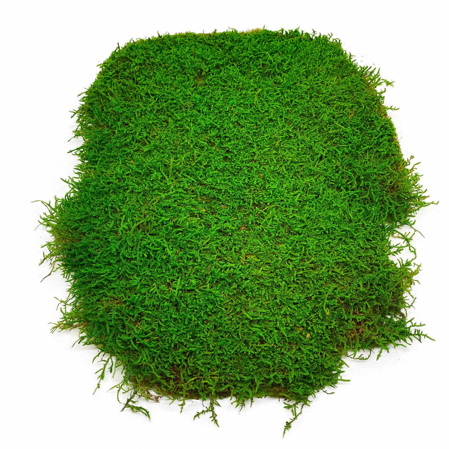 Preserved Flat Moss Green Box 2.7 sq feet, Stabilized Moss, Decorative Moss, Nordic Moss, Carpet Moss, Living Moss, Live Sheet Moss