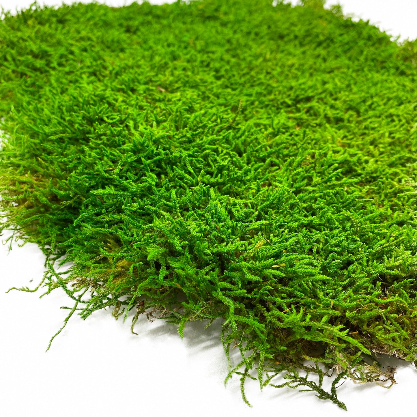 Preserved Flat Moss Green Box 2.7 sq feet, Stabilized Moss, Decorative Moss, Nordic Moss, Carpet Moss, Living Moss, Live Sheet Moss