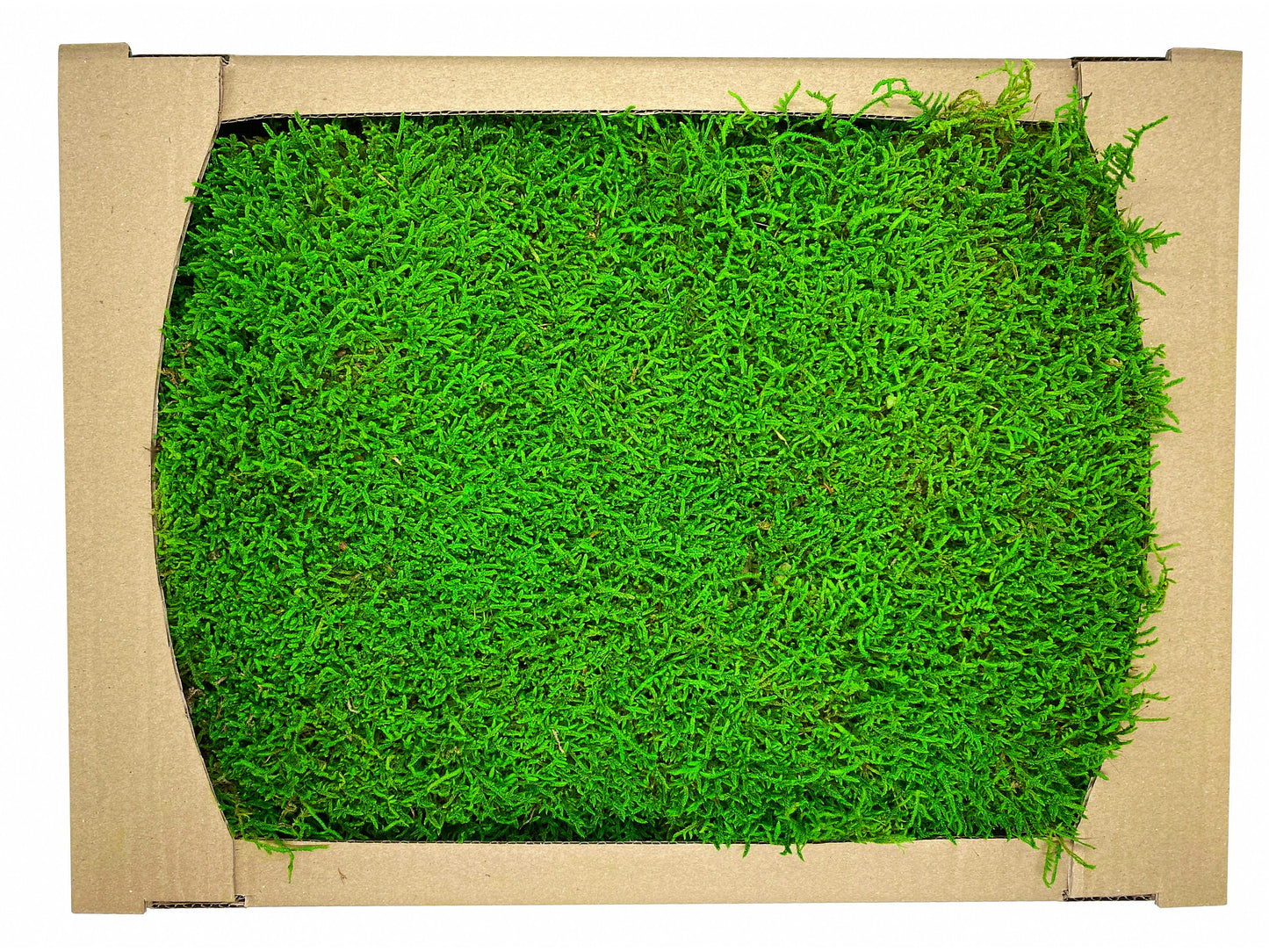Preserved Flat Moss Green Box 2.7 sq feet, Stabilized Moss, Decorative Moss, Nordic Moss, Carpet Moss, Living Moss, Live Sheet Moss