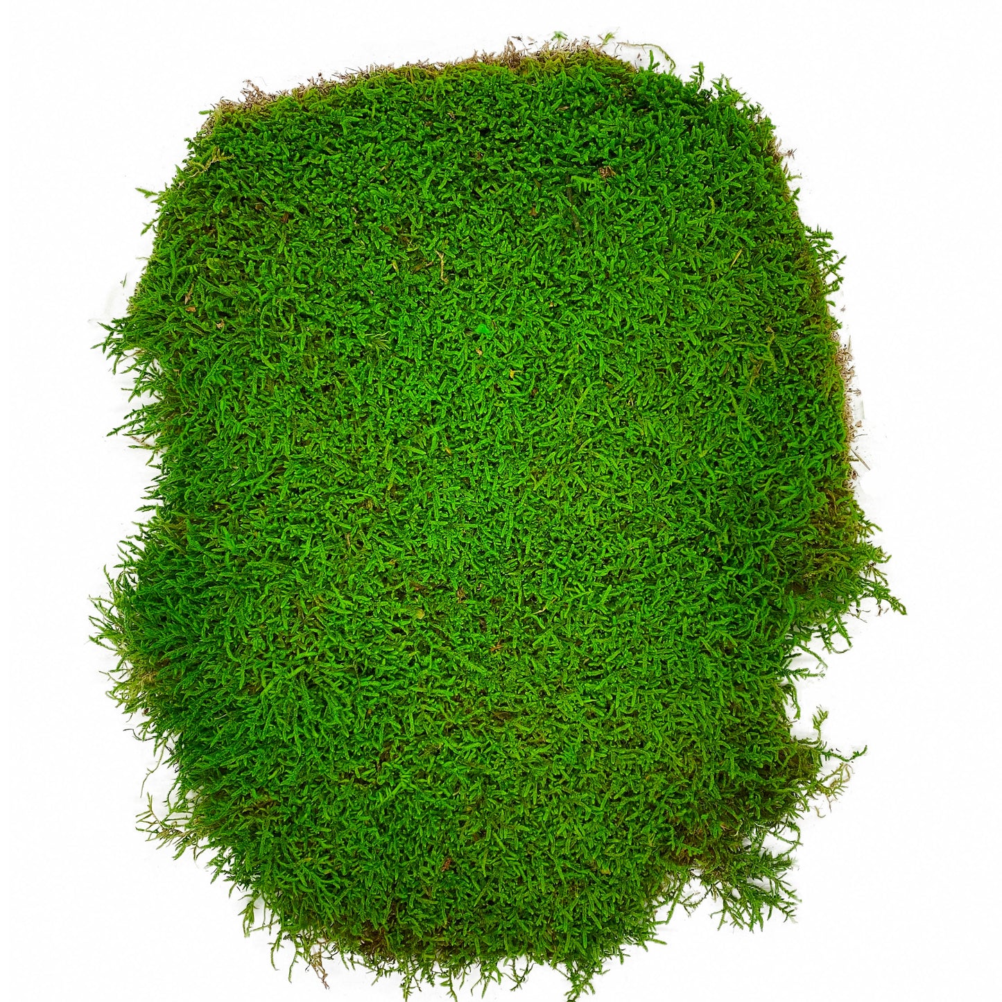 Preserved Flat Moss Green Box 2.7 sq feet, Stabilized Moss, Decorative Moss, Nordic Moss, Carpet Moss, Living Moss, Live Sheet Moss