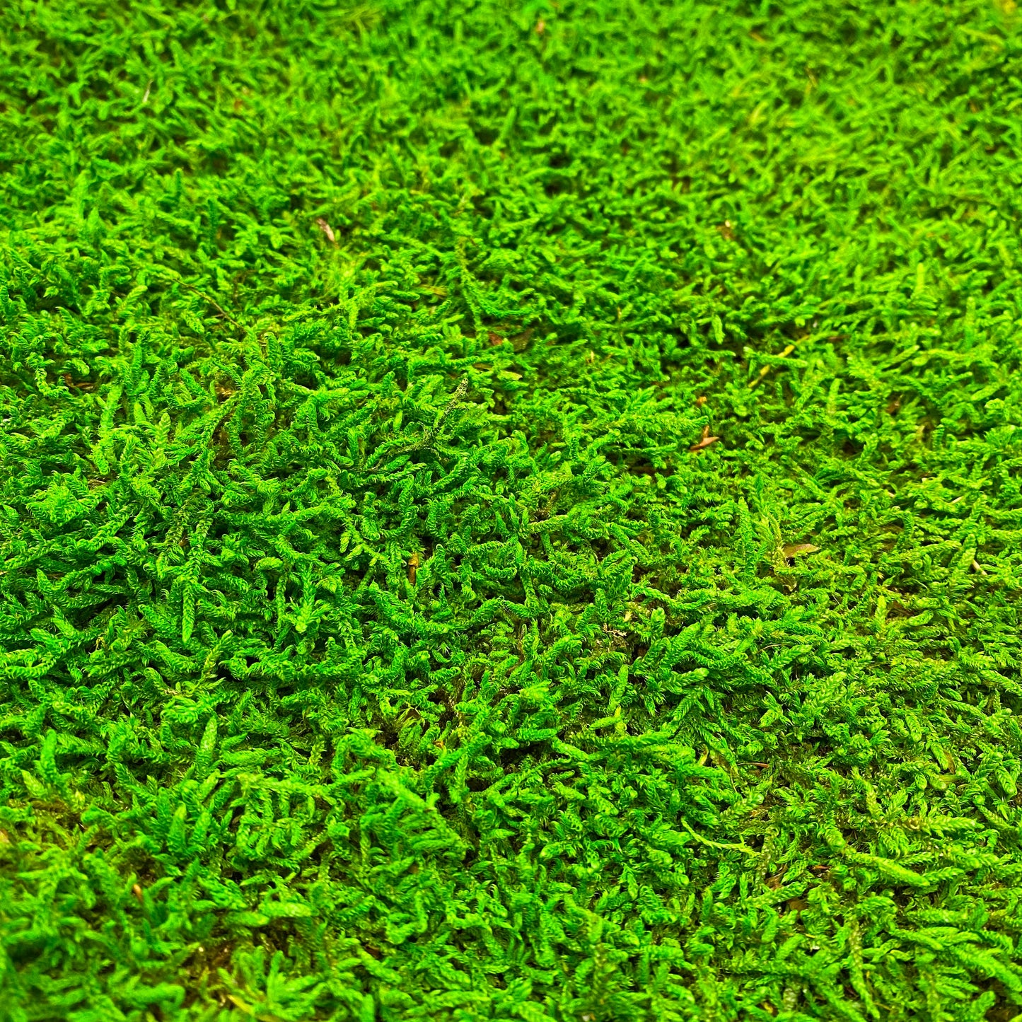 Preserved Flat Moss Green Box 2.7 sq feet, Stabilized Moss, Decorative Moss, Nordic Moss, Carpet Moss, Living Moss, Live Sheet Moss