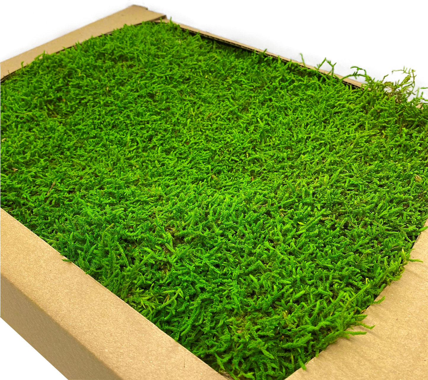 Preserved Flat Moss Green Box 2.7 sq feet, Stabilized Moss, Decorative Moss, Nordic Moss, Carpet Moss, Living Moss, Live Sheet Moss