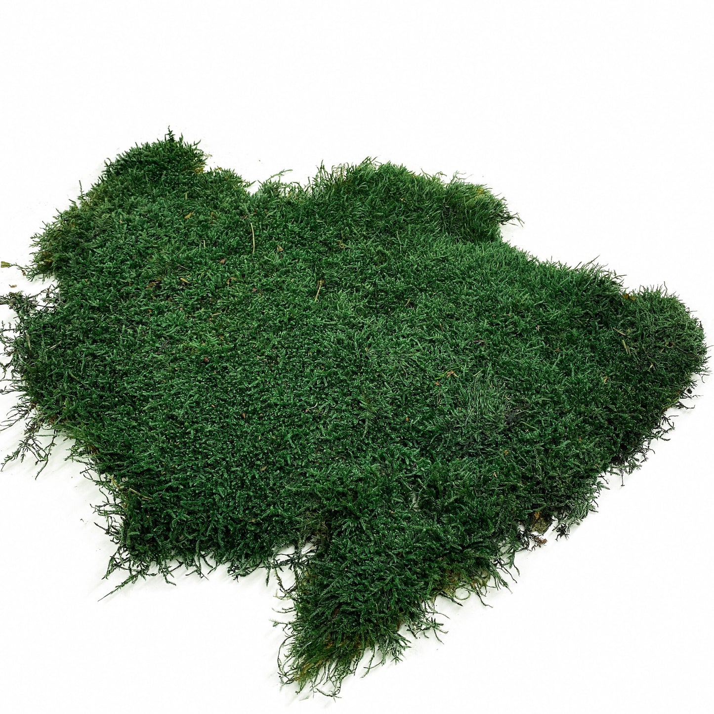 Preserved Flat Moss Dark Green Box 2.7 sq feet, Stabilized Moss, Dried Moss, Living Moss, Carpet Moss, Sheet Moss, Real Moss, Nordic Moss