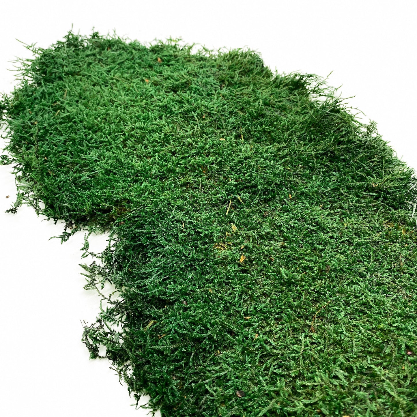 Preserved Flat Moss Dark Green Box 2.7 sq feet, Stabilized Moss, Dried Moss, Living Moss, Carpet Moss, Sheet Moss, Real Moss, Nordic Moss