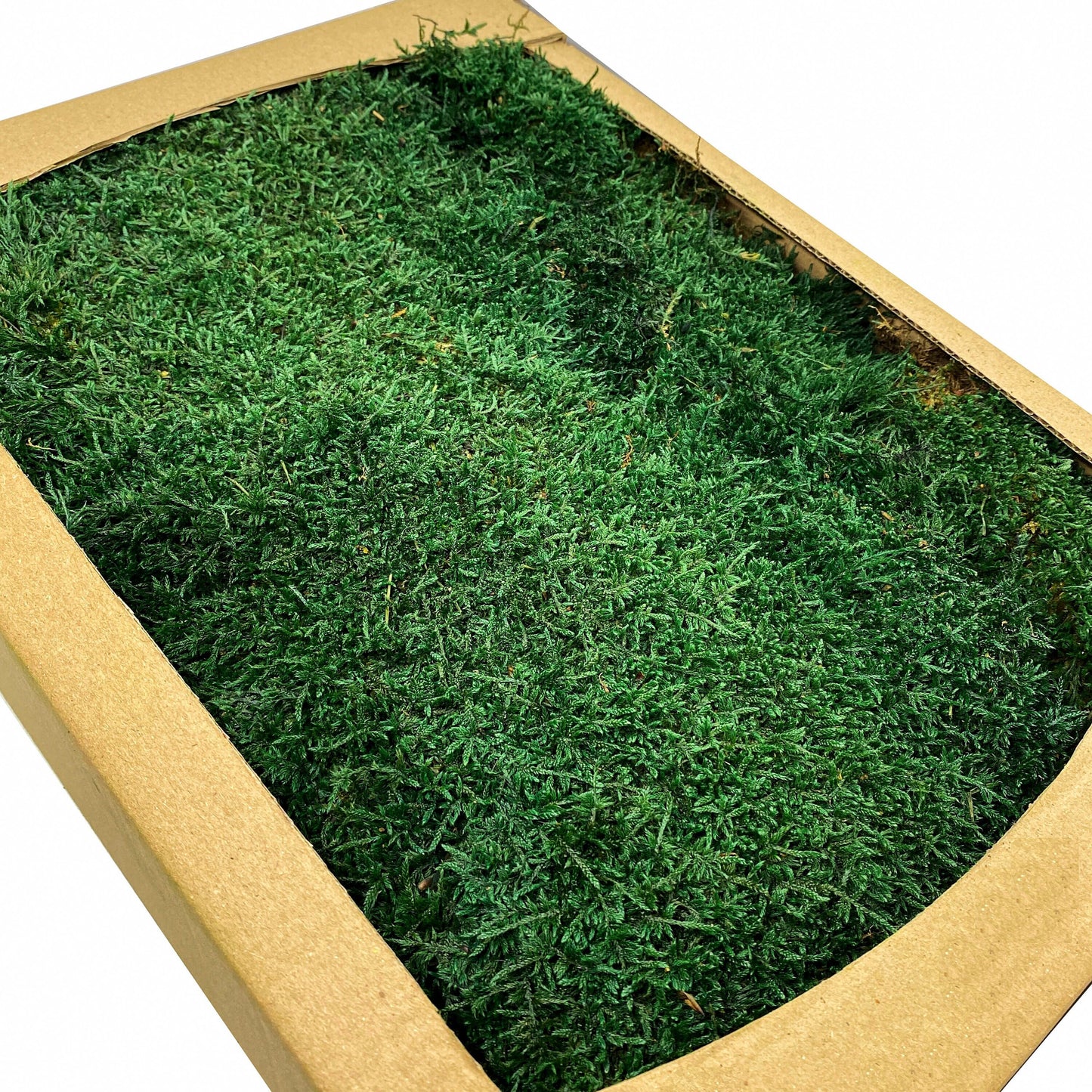 Preserved Flat Moss Dark Green Box 2.7 sq feet, Stabilized Moss, Dried Moss, Living Moss, Carpet Moss, Sheet Moss, Real Moss, Nordic Moss