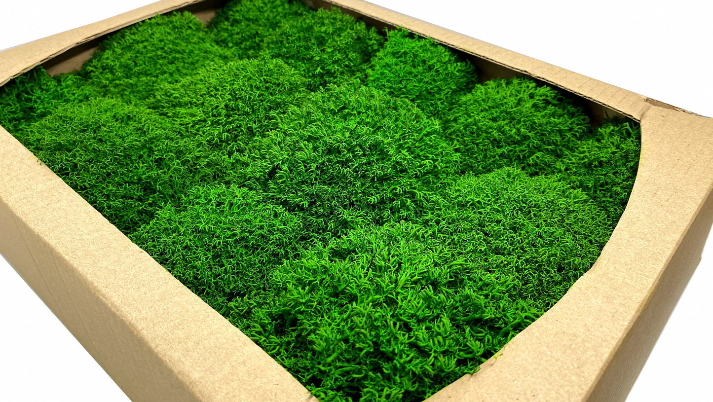 Preserved Reindeer Royal Moss Forest Green, Stabilized Lichen Dried Natural Wholesale Moss, Florists Terrarium Bowls Centerpieces Decor