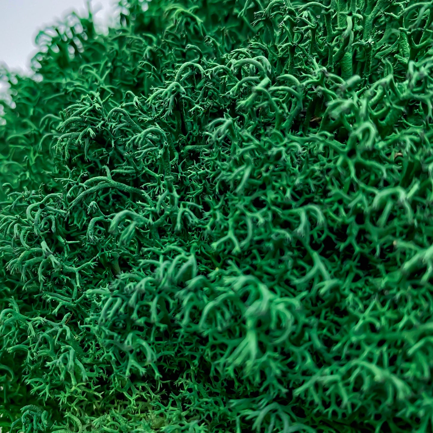 Preserved Royal Moss Dark Green, Stabilized Reindeer Lichen Moss, Decorative Real Moss, Natural Moss, Dry Moss, Terrariums Florists Decor