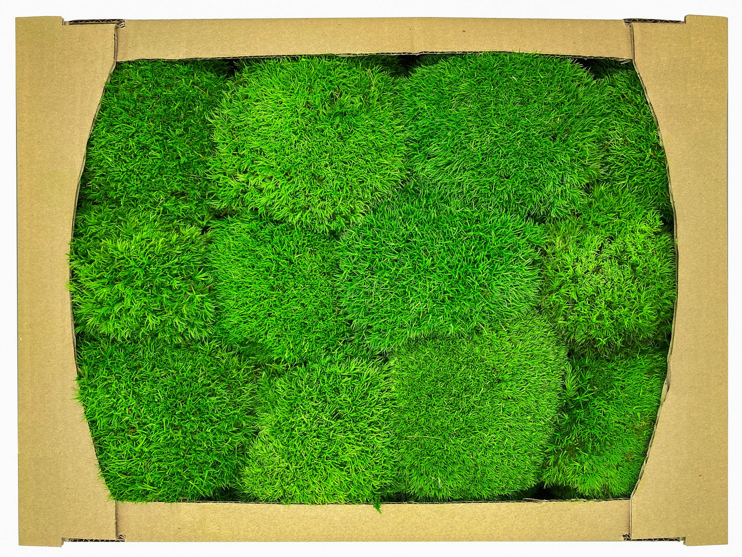 Preserved Ball Moss Green, Pillow Bun Moss, Stabilized Pole Moss, Decorative Natural Moss, Cushion Moss, Bulk Moss, Preserved Moss, Wall Art