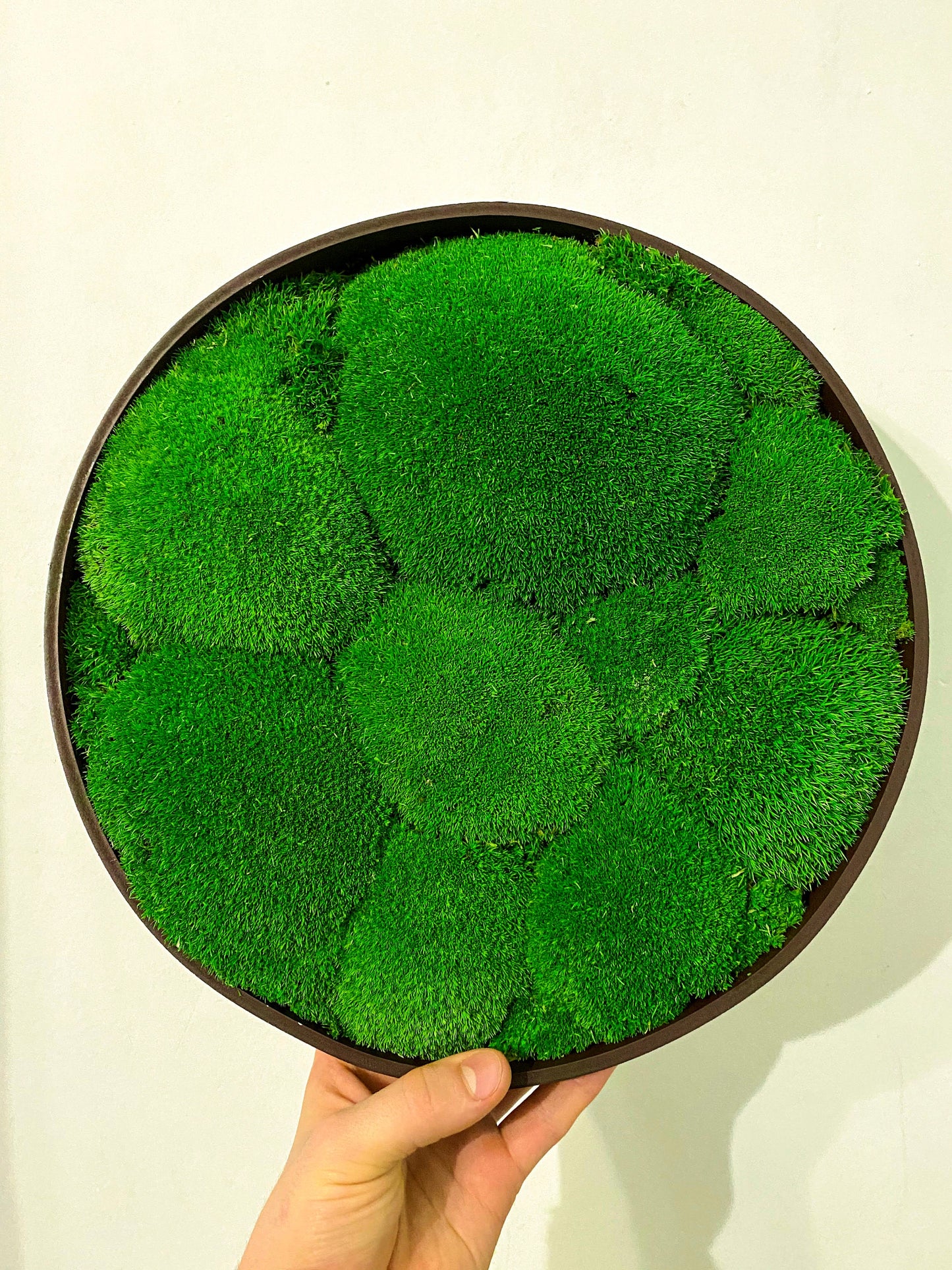Preserved Ball Moss Green, Pillow Bun Moss, Stabilized Pole Moss, Decorative Natural Moss, Cushion Moss, Bulk Moss, Preserved Moss, Wall Art