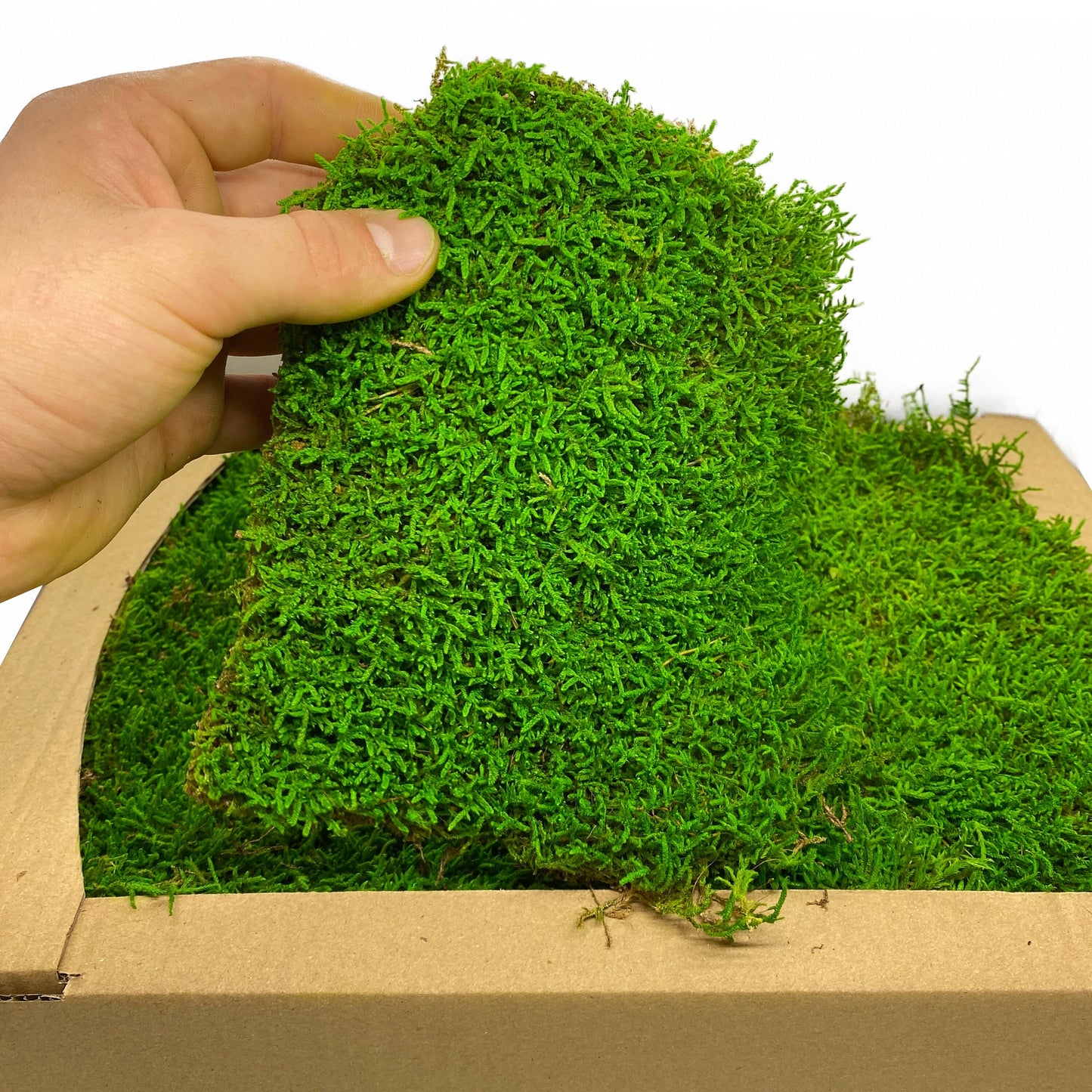 Preserved Flat Moss Green Box 2.7 sq feet, Stabilized Moss, Decorative Moss, Nordic Moss, Carpet Moss, Living Moss, Live Sheet Moss