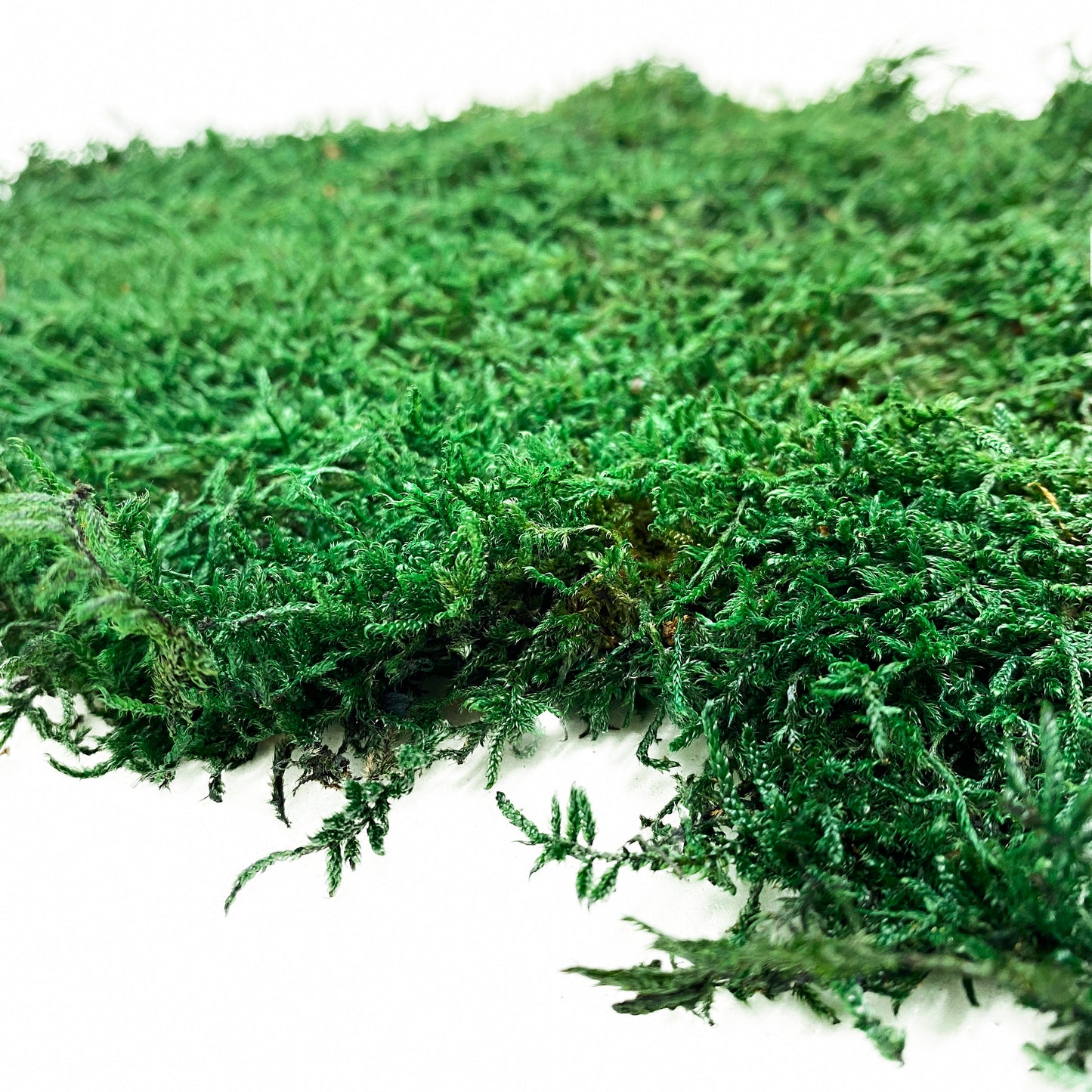 Preserved Flat Moss Dark Green Box 2.7 sq feet, Stabilized Moss, Dried Moss, Living Moss, Carpet Moss, Sheet Moss, Real Moss, Nordic Moss