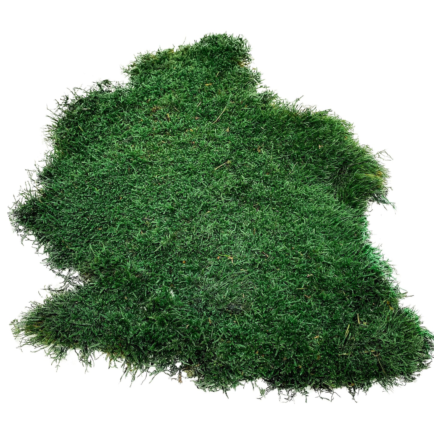 Preserved Flat Moss Dark Green Box 2.7 sq feet, Stabilized Moss, Dried Moss, Living Moss, Carpet Moss, Sheet Moss, Real Moss, Nordic Moss