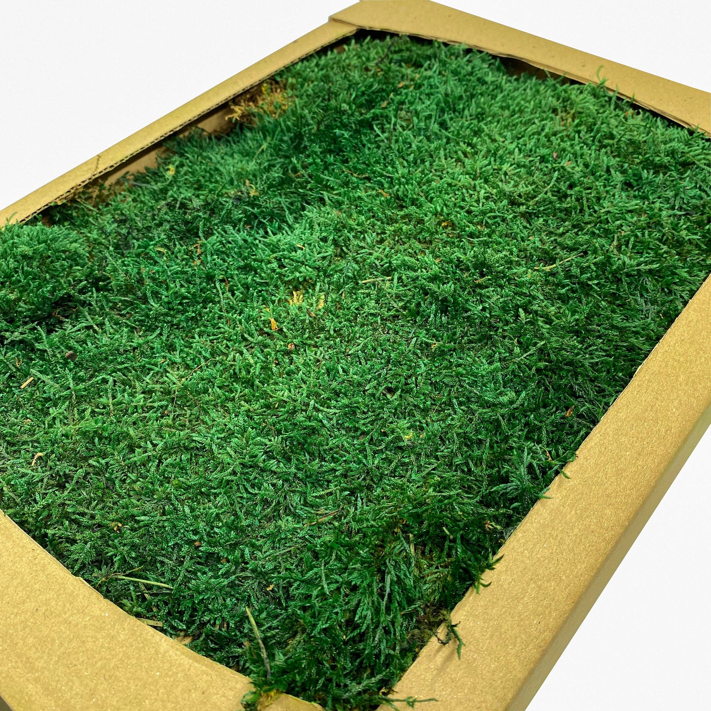 Preserved Flat Moss Dark Green Box 2.7 sq feet, Stabilized Moss, Dried Moss, Living Moss, Carpet Moss, Sheet Moss, Real Moss, Nordic Moss