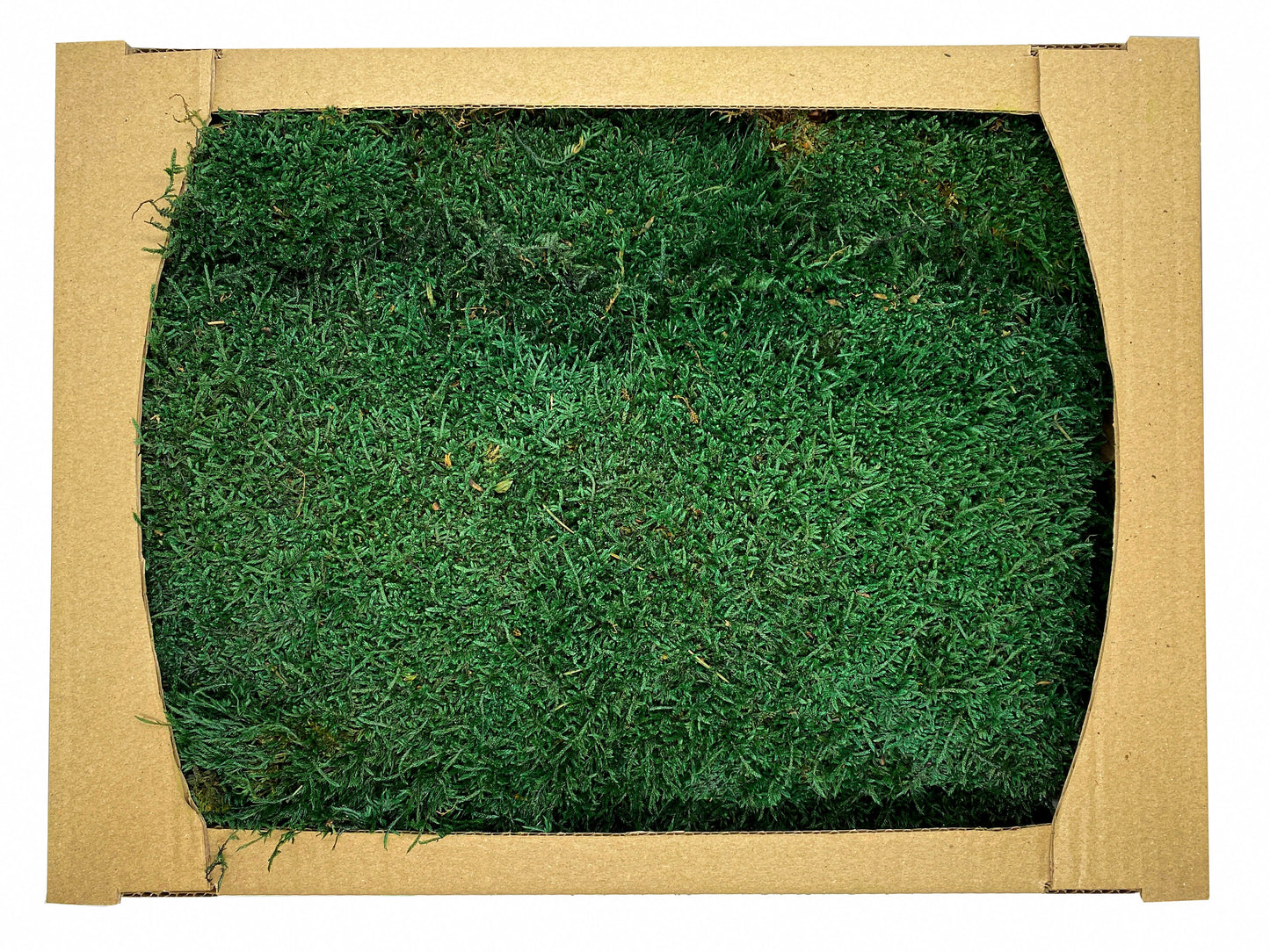Preserved Flat Moss Dark Green Box 2.7 sq feet, Stabilized Moss, Dried Moss, Living Moss, Carpet Moss, Sheet Moss, Real Moss, Nordic Moss