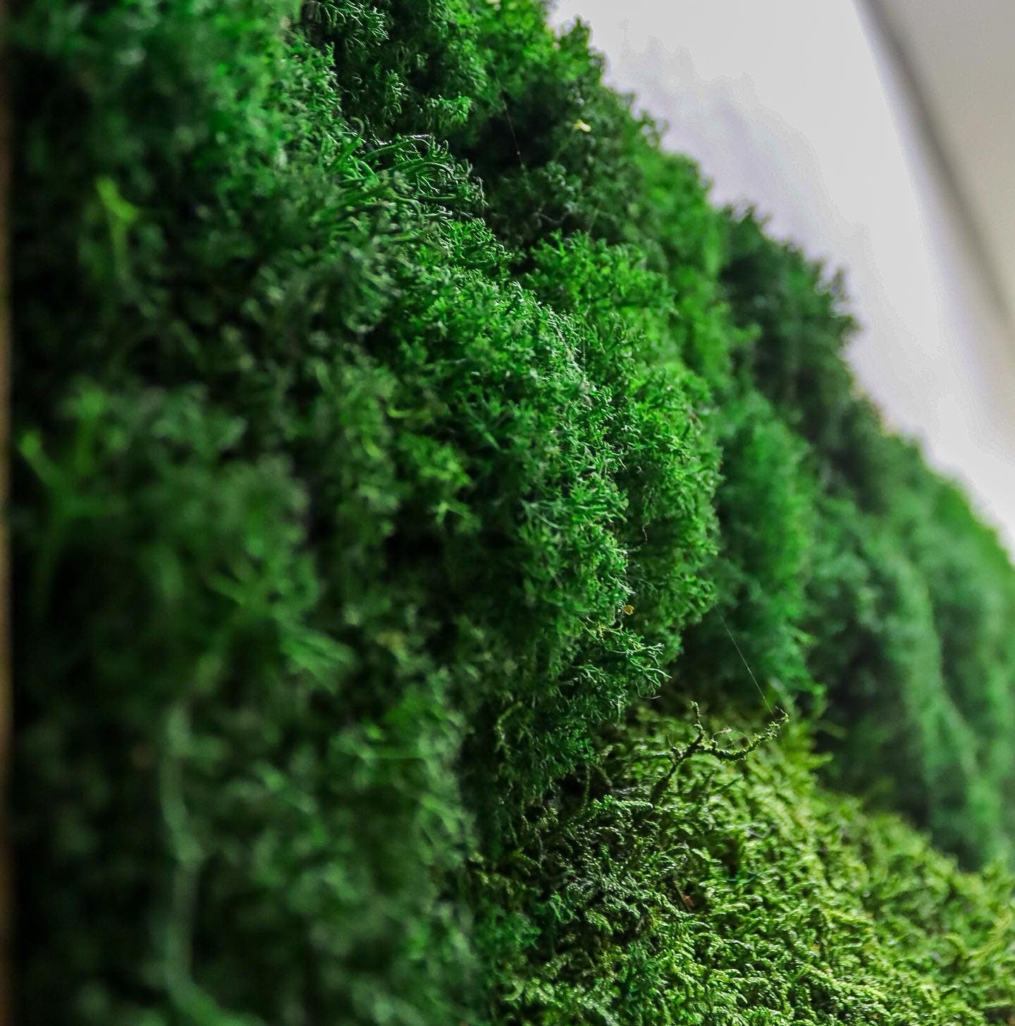 Natural Preserved Ball & Flat Moss Wall Art CAREFREE | VARIOUS-SIZE