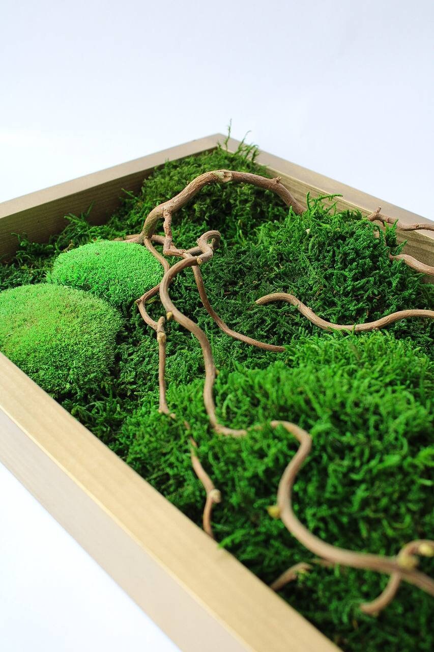 Twisted Branches Preserved Moss Wall Art, Unique Gift, CAREFREE | VARIOUS-SIZE