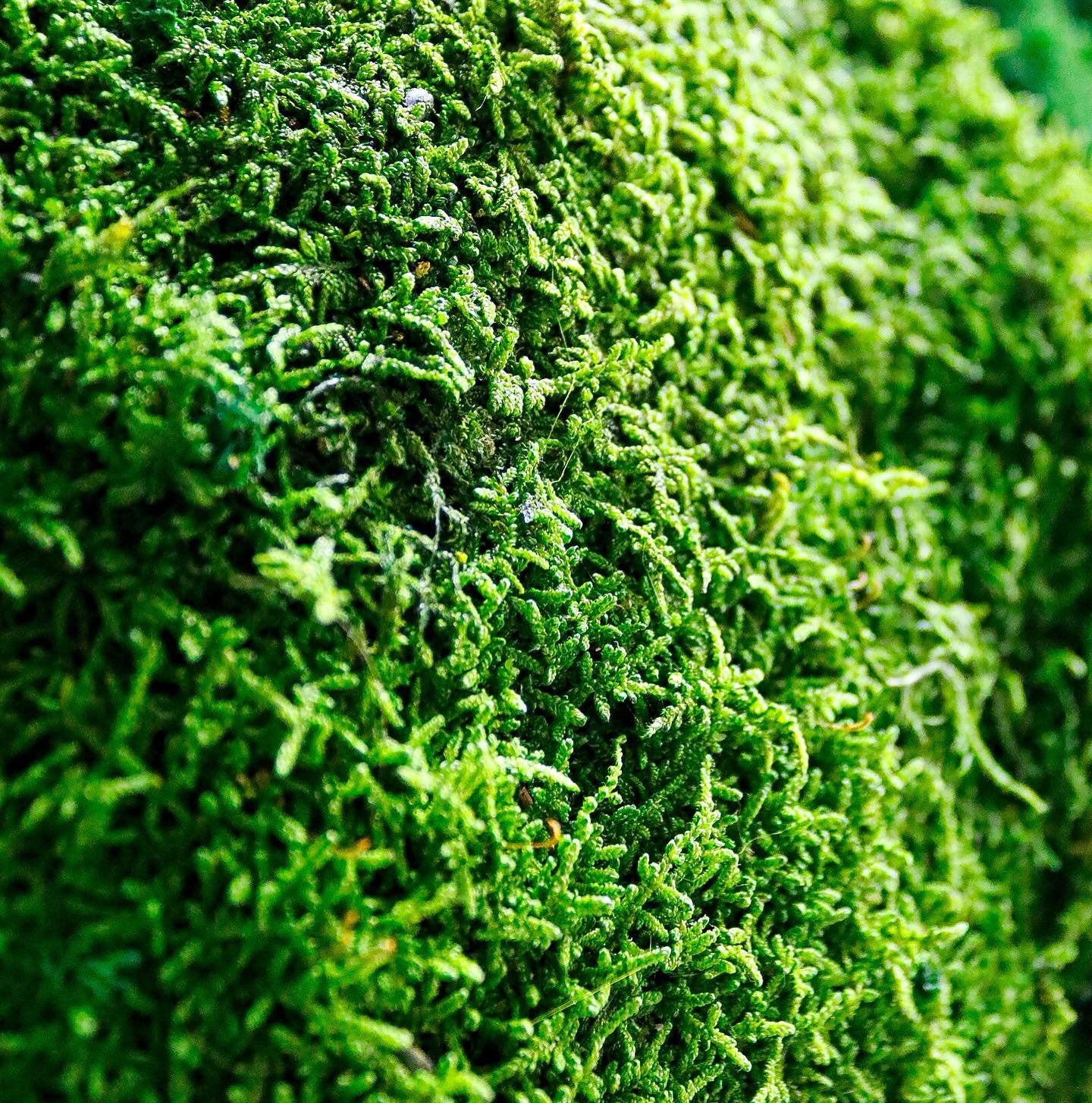 Natural Preserved Ball & Flat Moss Wall Art CAREFREE | VARIOUS-SIZE