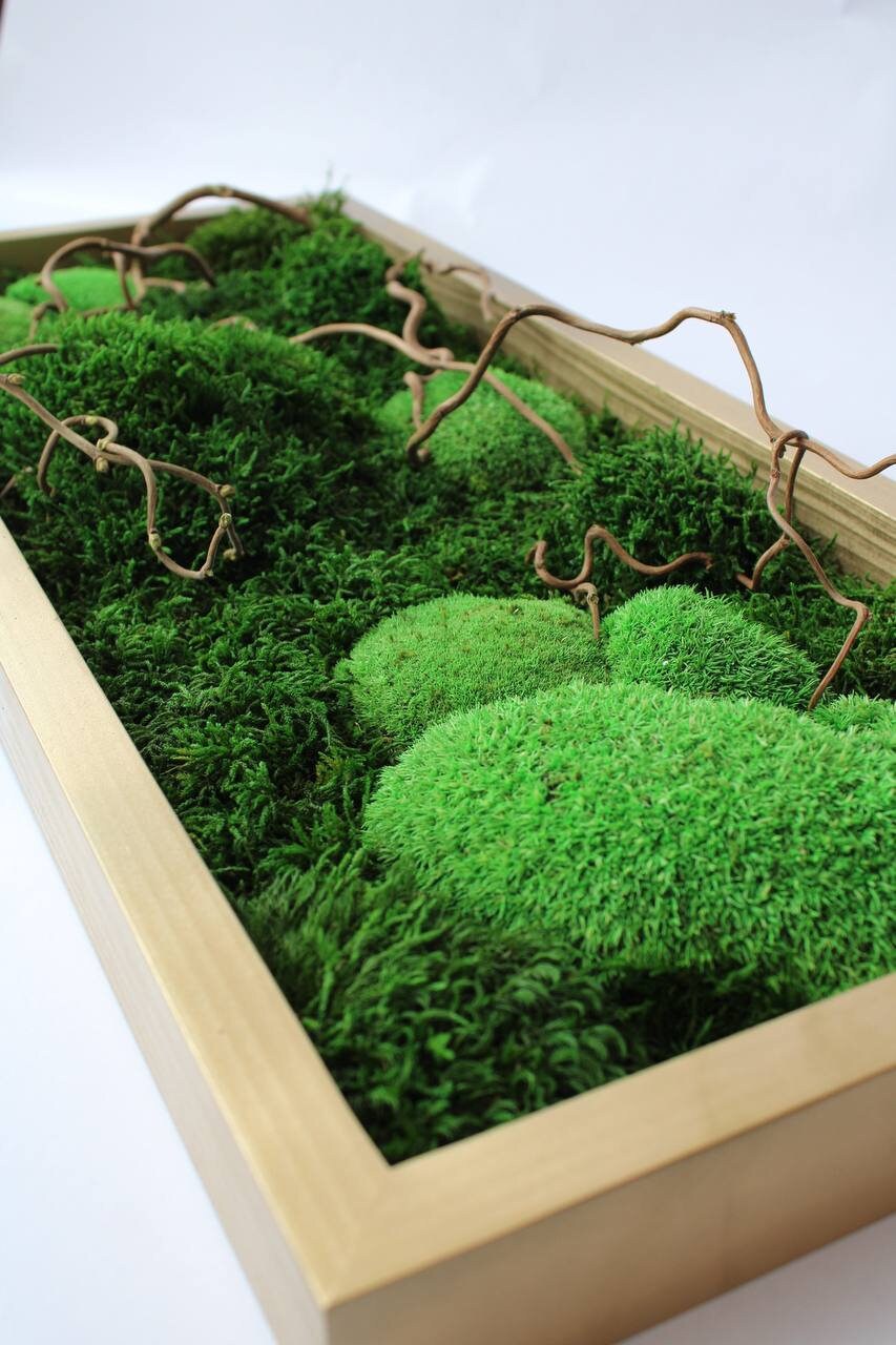 Twisted Branches Preserved Moss Wall Art, Unique Gift, CAREFREE | VARIOUS-SIZE