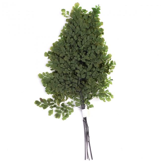 Preserved Lutti Fern Green - 6 Stems, 20-30 cm Natural Decorative Fern (FLU/9103)