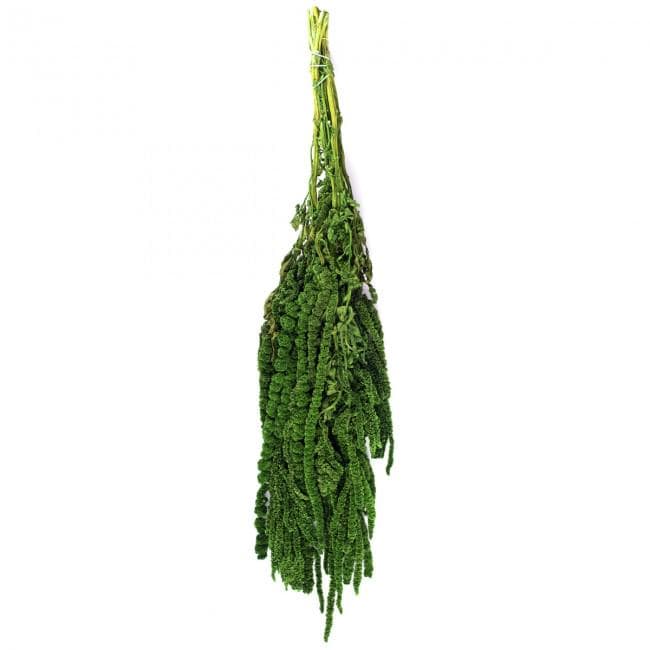 Preserved Amaranthus Green 7-8 Stems 40-70 cm, Natural Hanging Plant for Vertical Gardening (AMA/4104)