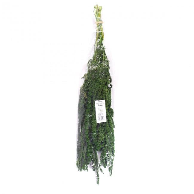 Preserved Amaranthus Green 7-8 Stems 40-70 cm, Natural Hanging Plant for Vertical Gardening (AMA/4104)