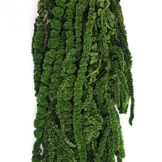 Preserved Amaranthus Green 7-8 Stems 40-70 cm, Natural Hanging Plant for Vertical Gardening (AMA/4104)
