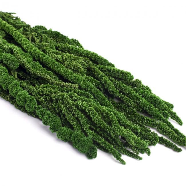 Preserved Amaranthus Green 7-8 Stems 40-70 cm, Natural Hanging Plant for Vertical Gardening (AMA/4104)