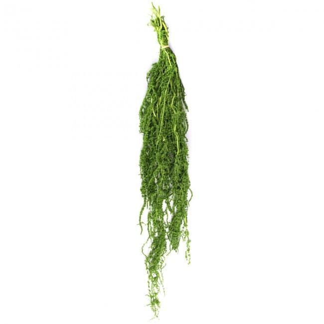 Preserved Amaranthus Lemon Green 7-8 Stems, 40-70 cm, Ideal for Indoor Vertical Gardens (AMA/4124)