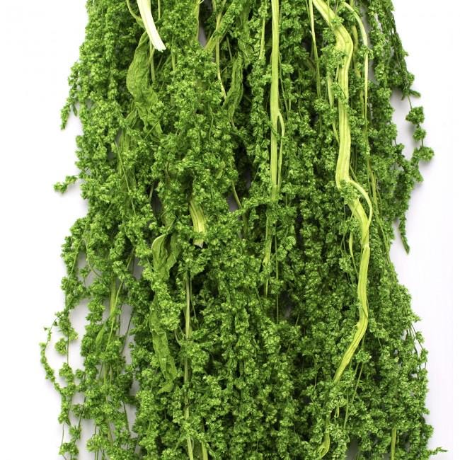 Preserved Amaranthus Lemon Green 7-8 Stems, 40-70 cm, Ideal for Indoor Vertical Gardens (AMA/4124)