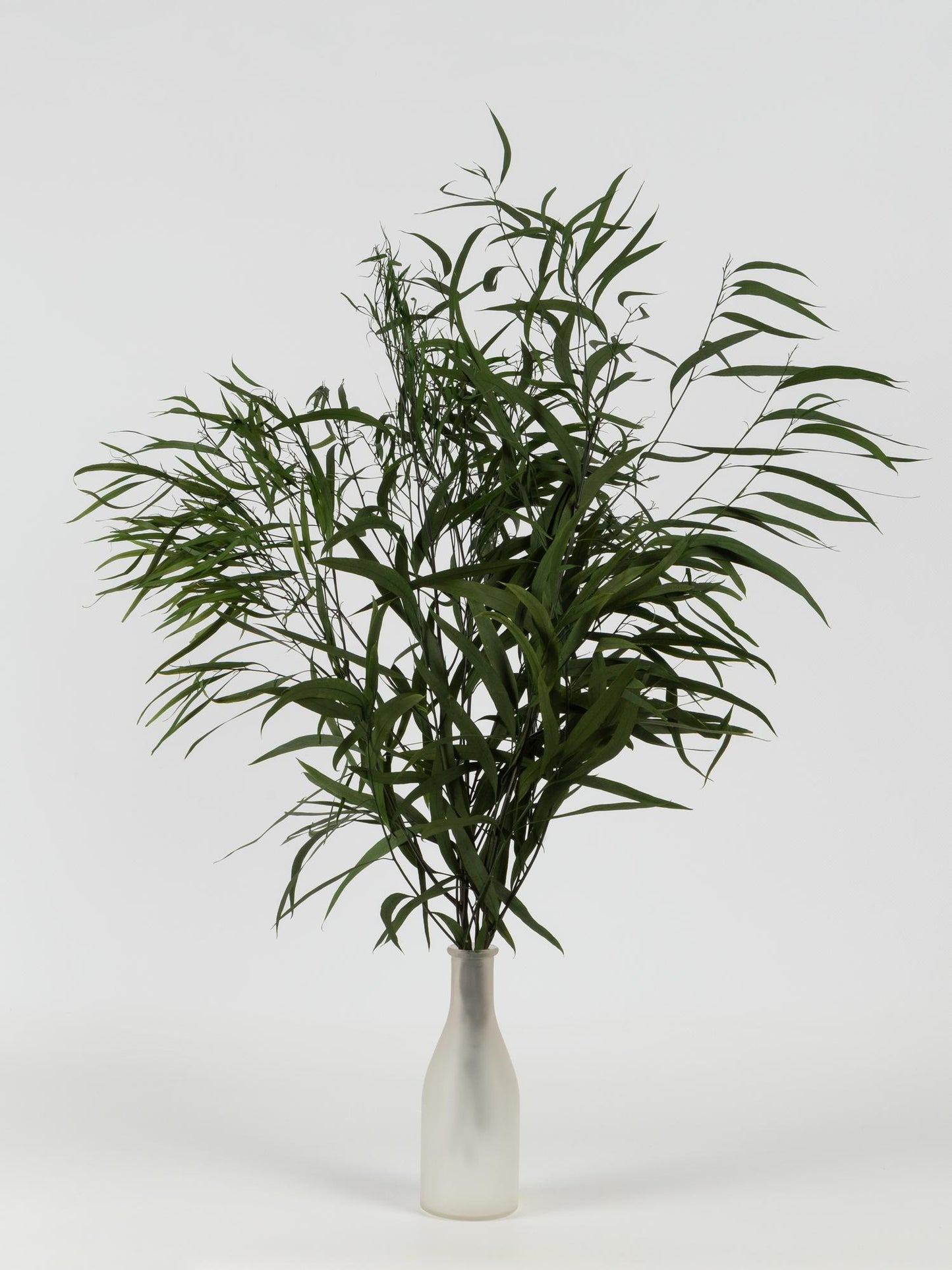 Preserved Nicoly Eucalyptus Green 40-80 cm (NIC/0104) - Stabilized Eucalyptus Leaves for Floral Arrangements