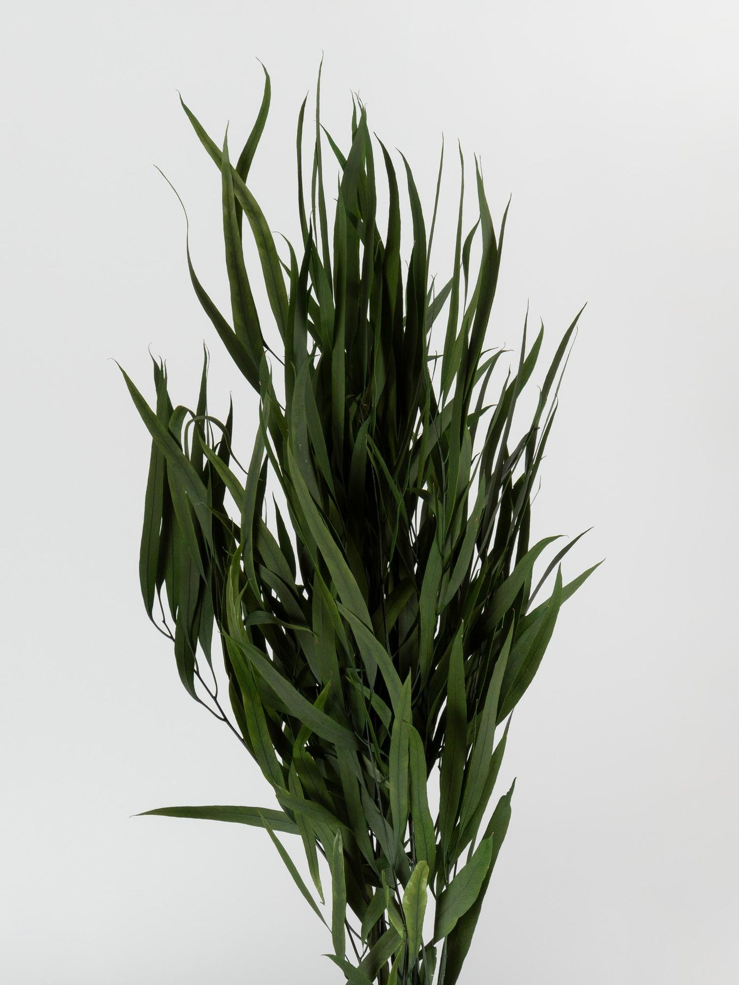 Preserved Nicoly Eucalyptus Green 40-80 cm (NIC/0104) - Stabilized Eucalyptus Leaves for Floral Arrangements