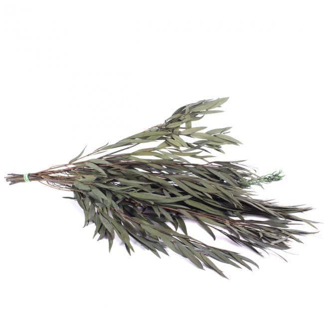 Preserved Nicoly Eucalyptus Green 40-80 cm (NIC/0104) - Stabilized Eucalyptus Leaves for Floral Arrangements