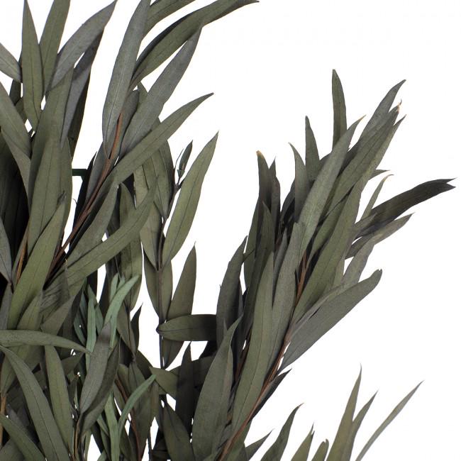 Preserved Nicoly Eucalyptus Green 40-80 cm (NIC/0104) - Stabilized Eucalyptus Leaves for Floral Arrangements