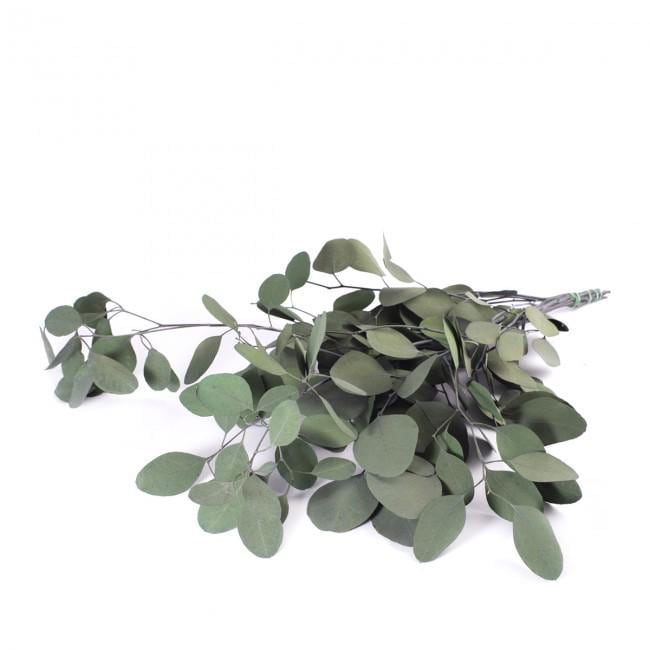 Preserved Populus Eucalyptus Green 40-80 cm (POP/0104) - Stabilized Eucalyptus Branches for Floral Arrangements