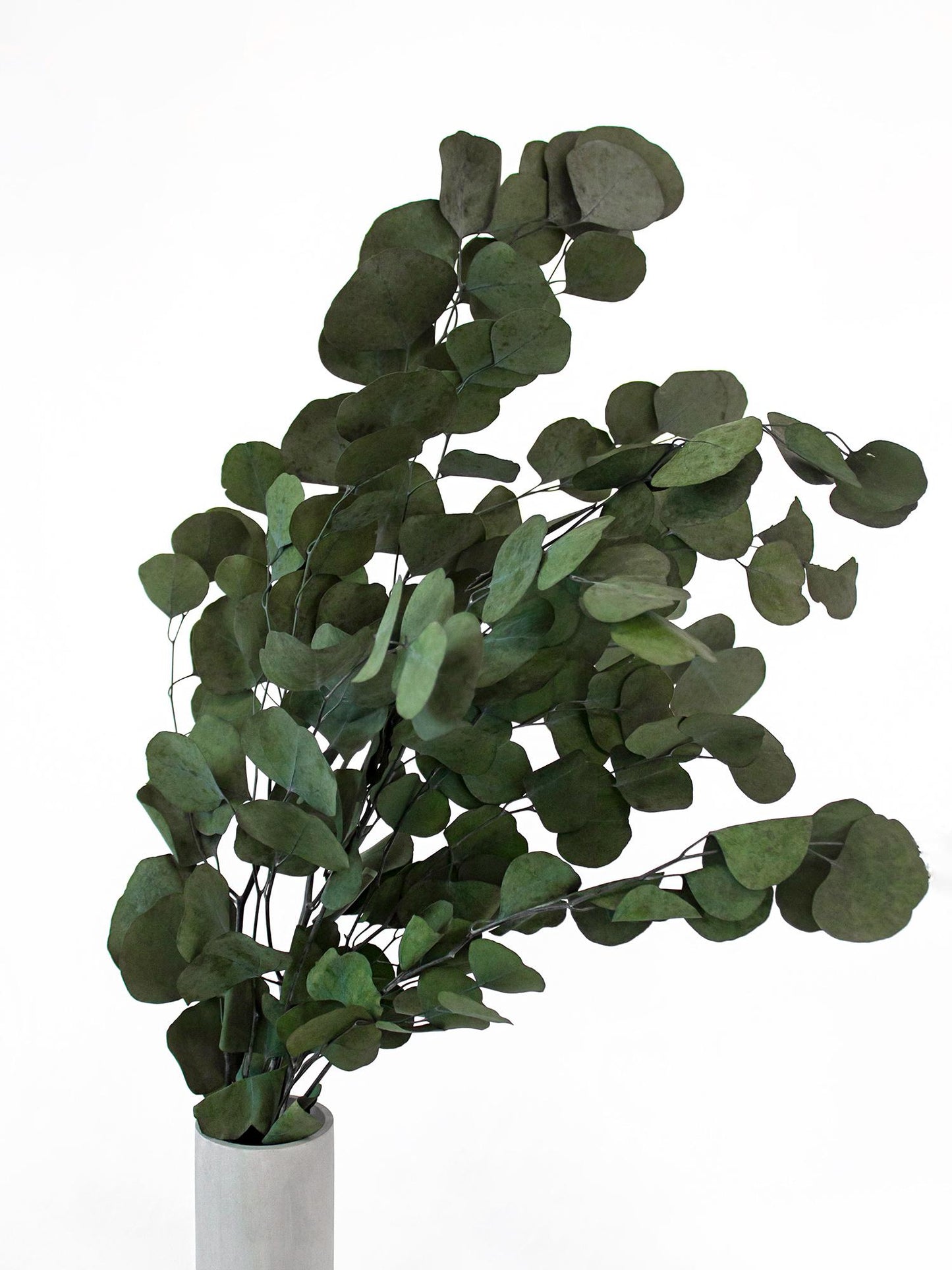 Preserved Populus Eucalyptus Green 40-80 cm (POP/0104) - Stabilized Eucalyptus Branches for Floral Arrangements