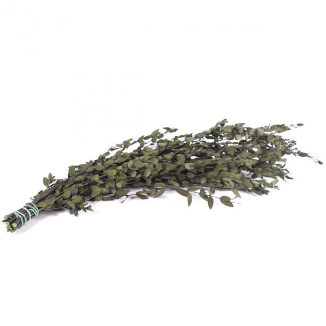 Preserved Parvafolia Eucalyptus Green 40-80 cm (PAR/0104) - Stabilized Eucalyptus Branches for Floral Design
