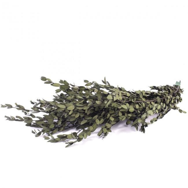 Preserved Parvafolia Eucalyptus Green 40-80 cm (PAR/0104) - Stabilized Eucalyptus Branches for Floral Design