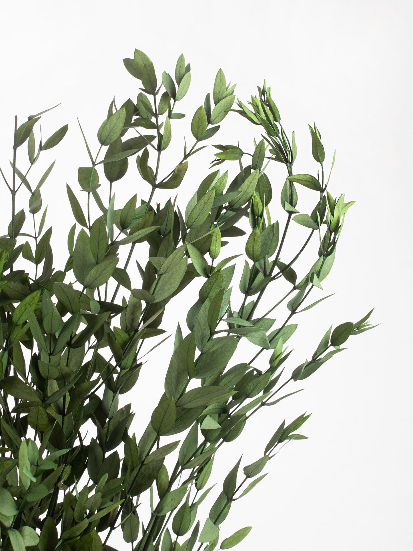 Preserved Parvafolia Eucalyptus Green 40-80 cm (PAR/0104) - Stabilized Eucalyptus Branches for Floral Design