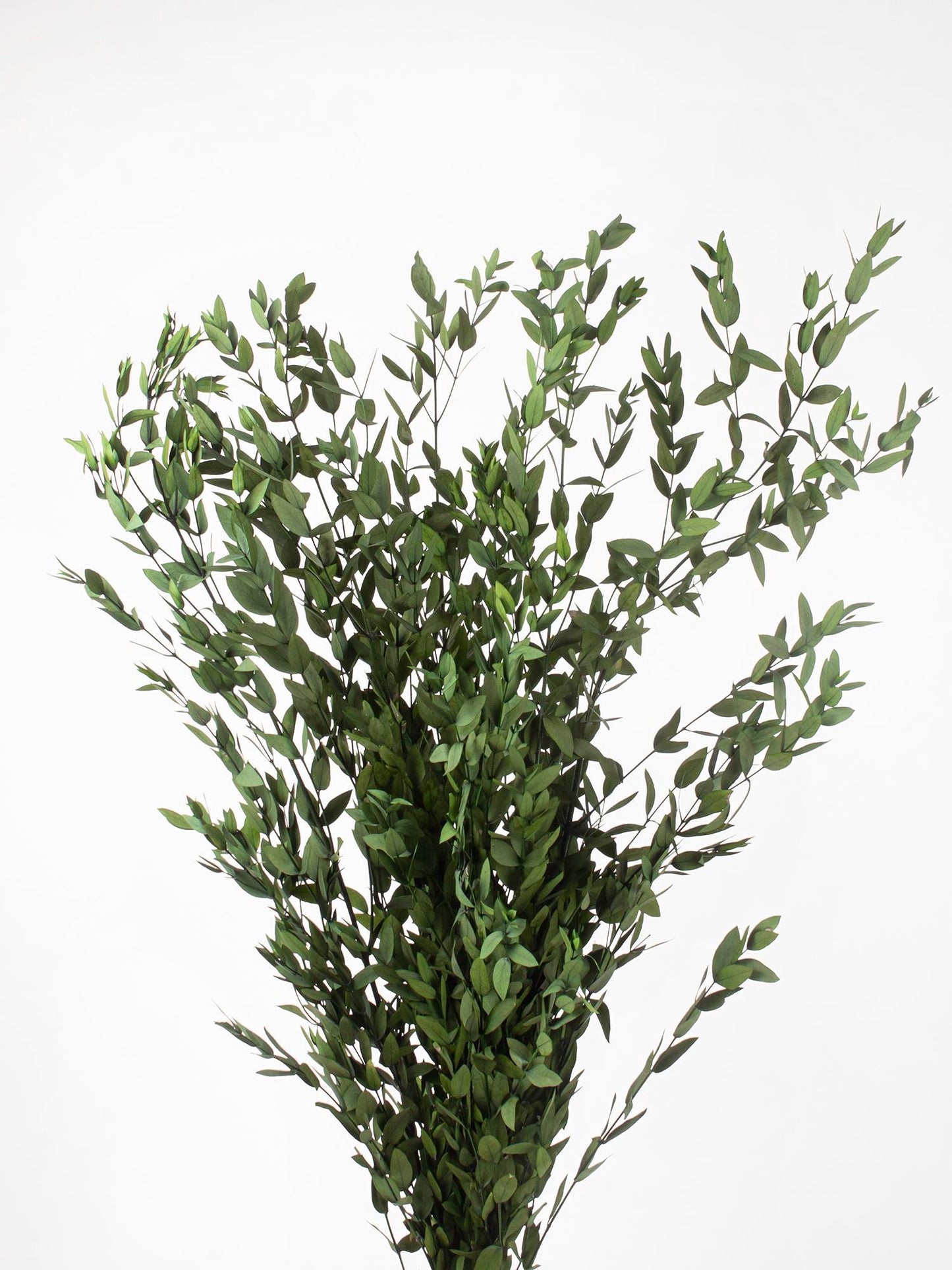 Preserved Parvafolia Eucalyptus Green 40-80 cm (PAR/0104) - Stabilized Eucalyptus Branches for Floral Design