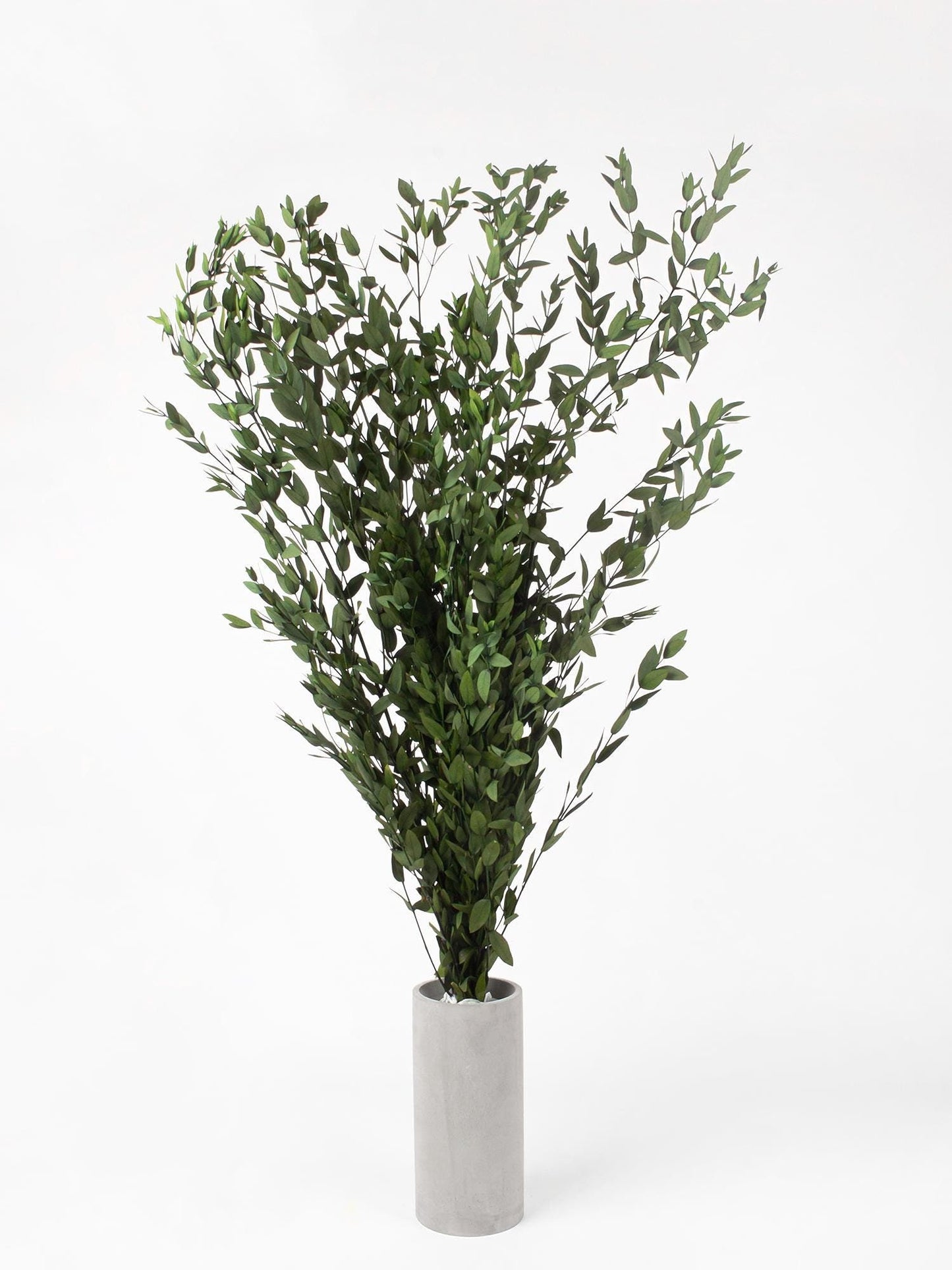 Preserved Parvafolia Eucalyptus Green 40-80 cm (PAR/0104) - Stabilized Eucalyptus Branches for Floral Design
