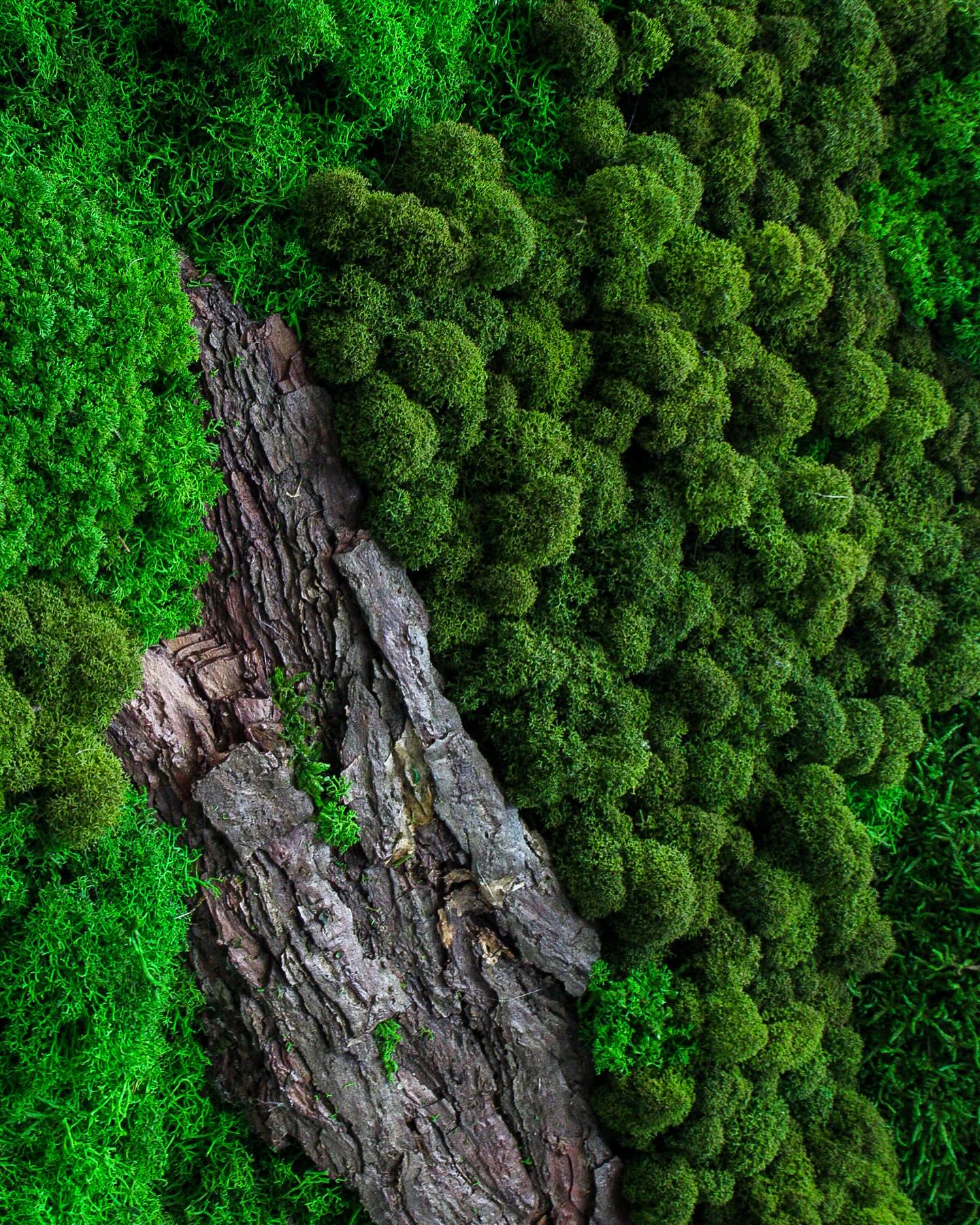 Artisan Moss & Bark Wall Art | Sustainable Home Decor