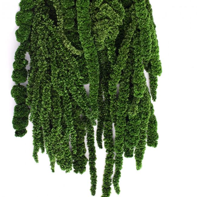 Preserved Amaranthus Green 7-8 Stems 40-70 cm, Natural Hanging Plant for Vertical Gardening (AMA/4104)
