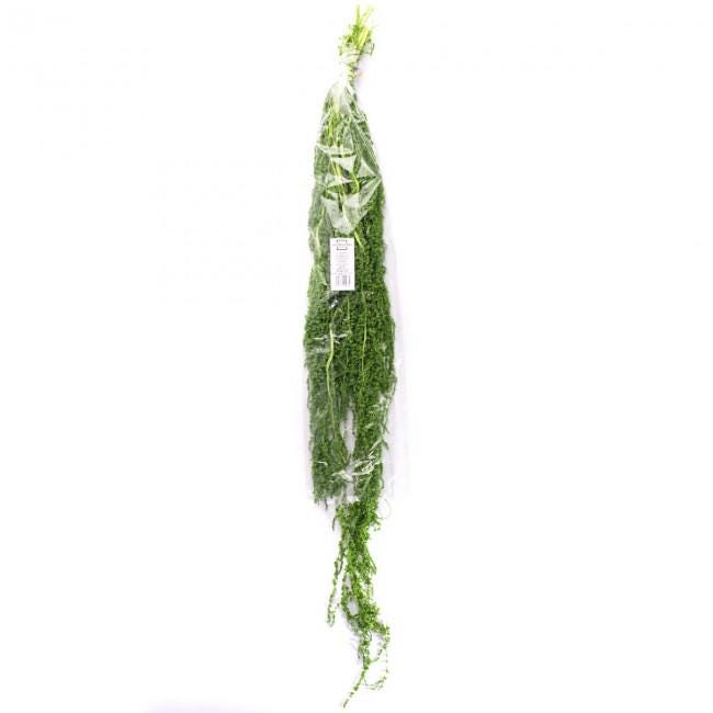 Preserved Amaranthus Lemon Green 7-8 Stems, 40-70 cm, Ideal for Indoor Vertical Gardens (AMA/4124)