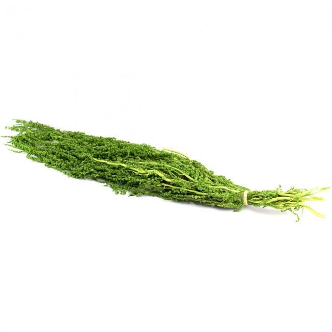 Preserved Amaranthus Lemon Green 7-8 Stems, 40-70 cm, Ideal for Indoor Vertical Gardens (AMA/4124)