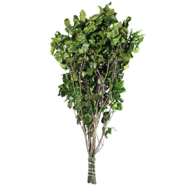 Preserved Pitosporum Tenuifolium Green 30-40 cm (PIT/0103) - Stabilized Greenery for Floral Arrangements